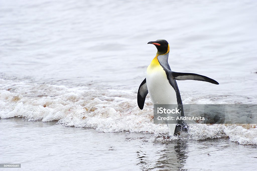 Pinguino reale (Aptenodytes patagonicus - Foto stock royalty-free di Ambientazione esterna