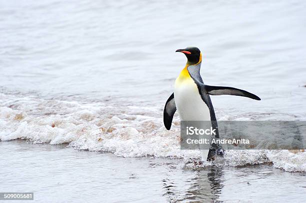 Pinguino Reale Aptenodytes Patagonicus - Fotografie stock e altre immagini di Ambientazione esterna - Ambientazione esterna, Ambiente, Animale