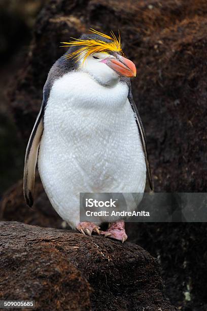 Royal Penguin Stock Photo - Download Image Now - Activity, Animal, Animal Wildlife