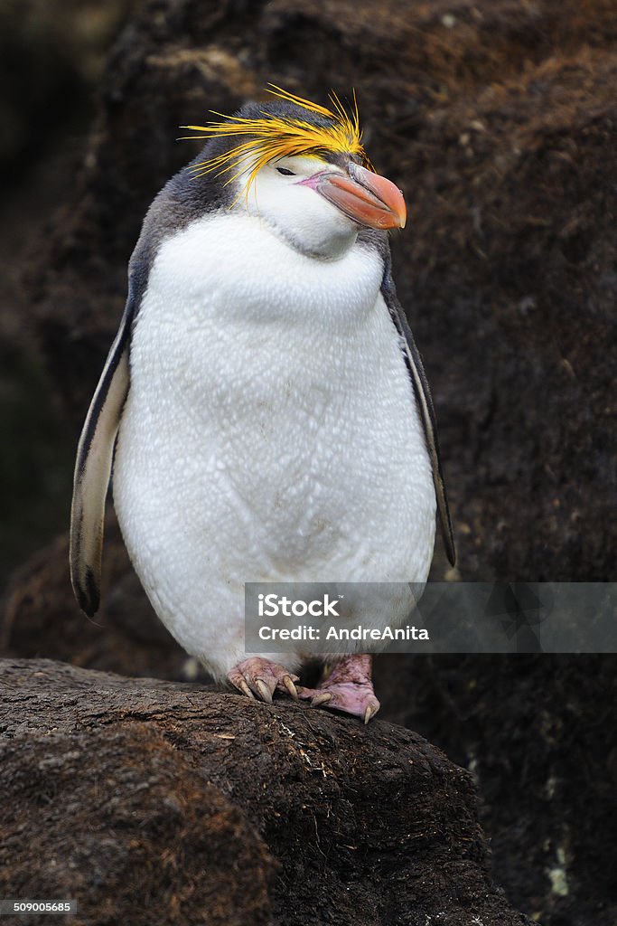 Pinguim Eudyptes schlegeli (real - Royalty-free Animal Foto de stock