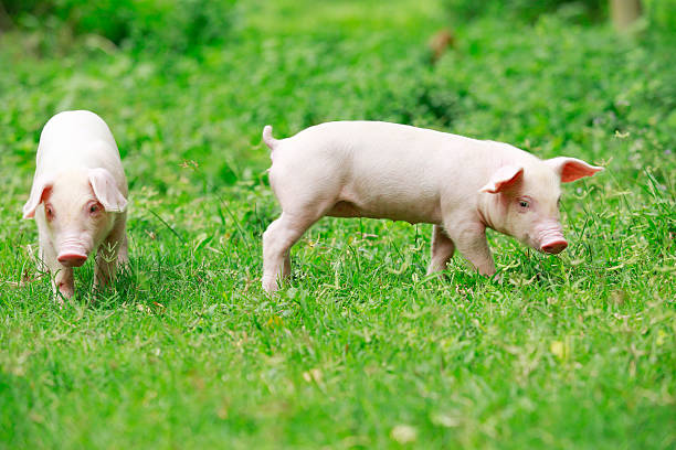 istock Young pig on a spring green grass 509005767