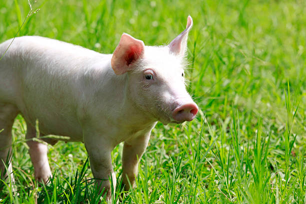 istock Young pig on a spring green grass 509005775