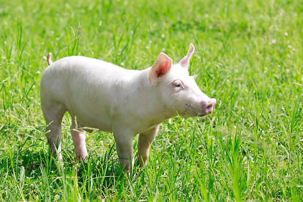 istock Young pig on a spring green grass 509005779