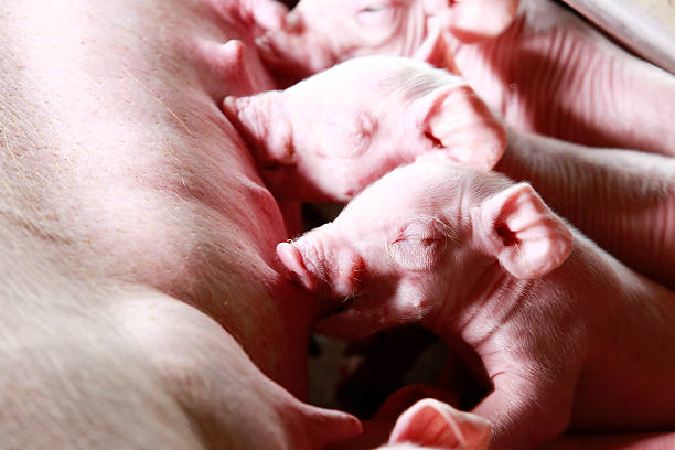 istock Newborn piglets suckling. 509005791