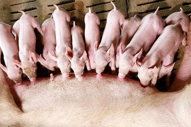 los cerdos en la granja en período de lactancia - cerdito fotografías e imágenes de stock