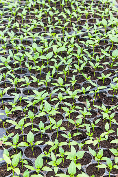 istock Pepper seedlings in pots 509007315