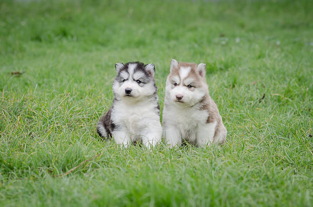 istock Cute puppies siberian husky on grass 509007367