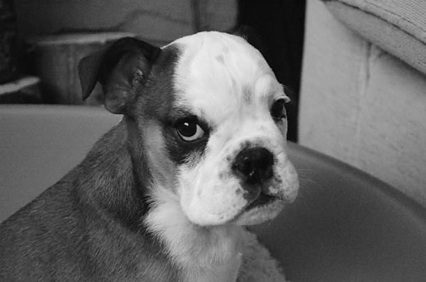 istock Small Bulldog Puppy 509007489