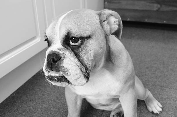 istock Bulldog Puppy 509007495