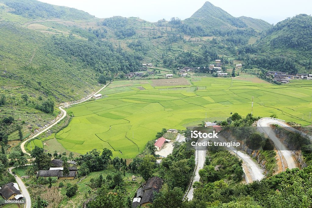 mountain road Rice fields and mountain pass in Northwest Vietnam Agricultural Field Stock Photo