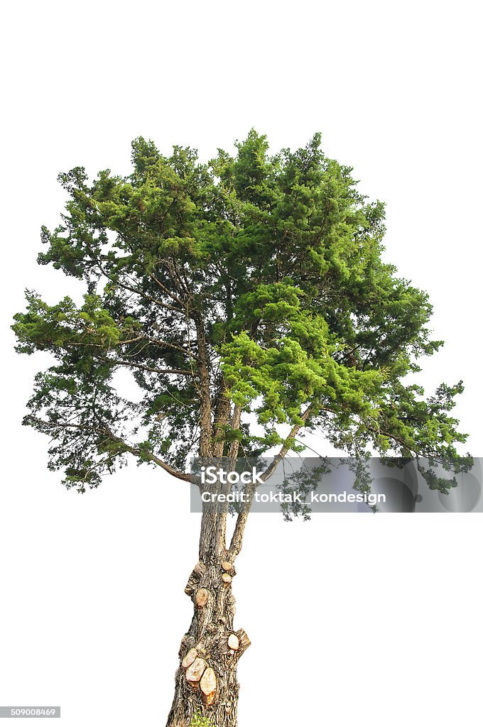 tree isolate on white background Botany Stock Photo