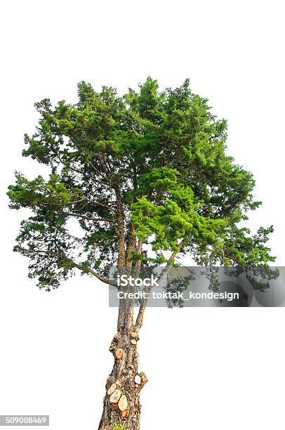 Tree Isolate On White Background Stock Photo - Download Image Now - Botany, Branch - Plant Part, Bush