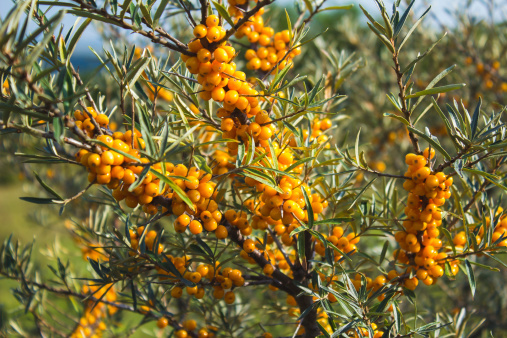 Seabuckthorn berries on the bush under daylight.