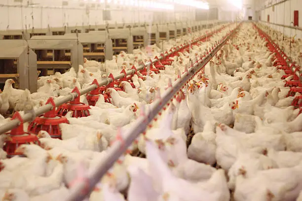 Chicken farm, poultry production,domestic animal feeding