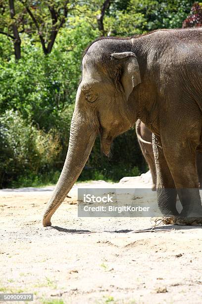 Elephant Stock Photo - Download Image Now - Animal, Animal Wildlife, Death
