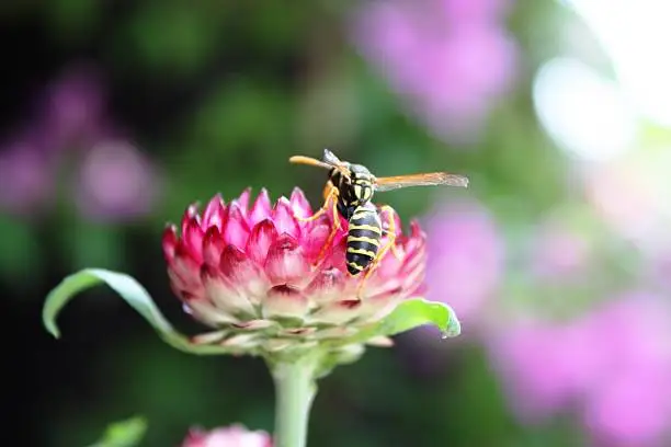 Bee on a purple yellow strawflowers in the garden