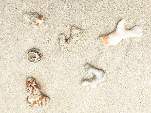 istock Seashells on the sand in a tropical island. 509020498