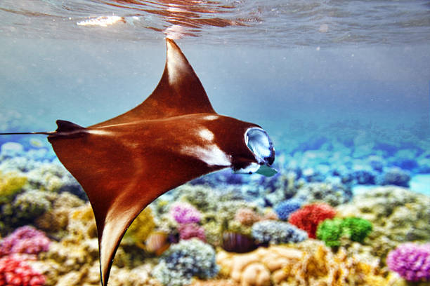 Manta ray in Indian Ocean - Maldives, near Thoddoo island.