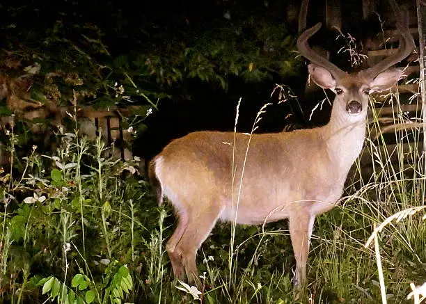 Wild deer in California, staring at headlights. 