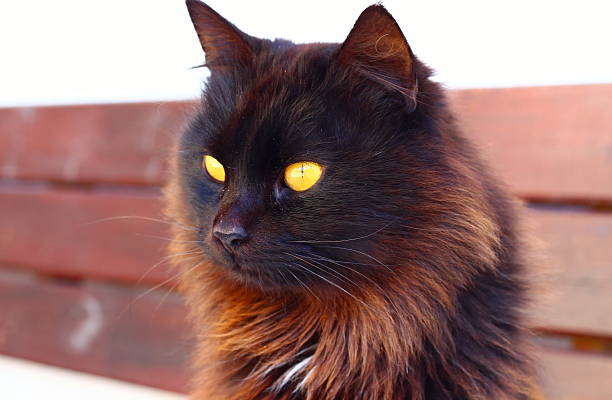 Observing cat.