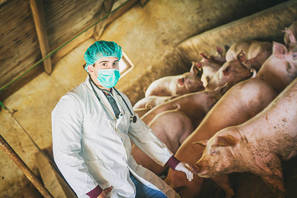 istock Vet with pigs. 509026700