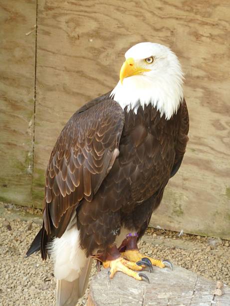 istock bird of prey with an eagle eye 509026724