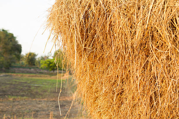 istock Yellow straw farm texture background 509027278