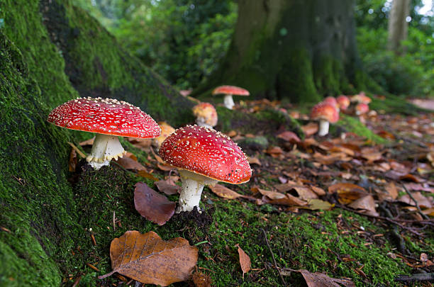 mushrooms in forest - amanita parcivolvata stockfoto's en -beelden