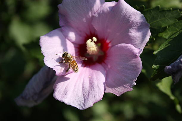 istock Bee on pink hibiscus flower 509027960