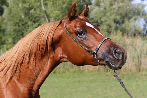 istock Nice arabian stallion head with decorative show halter 509028446