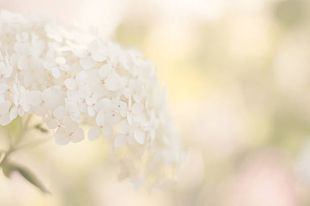 branco hidrângea - hydrangea white flower flower bed imagens e fotografias de stock