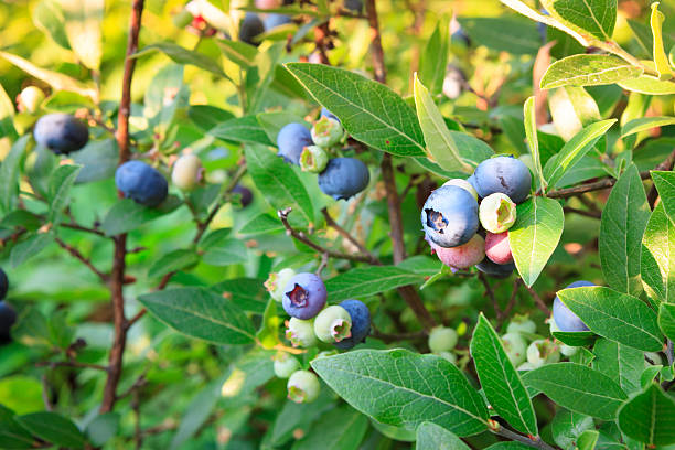 istock Blueberries ripening on the bush 509029751