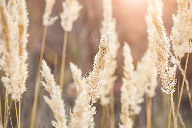istock Forest meadow with wild grasses at sunset. 509029926
