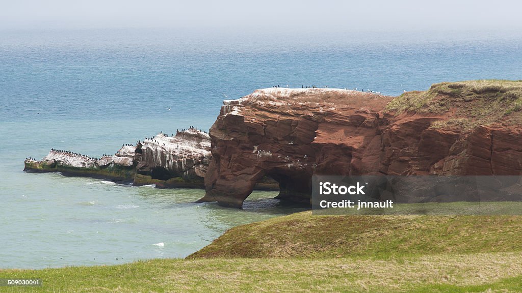 Möwen im nest auf dem red cliff. - Lizenzfrei Nationalpark Stock-Foto