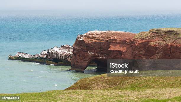 Gaviotas En Sus Nest En Una Red Cliff Foto de stock y más banco de imágenes de Islas de la Magdalena - Islas de la Magdalena, Parque nacional, Acantilado