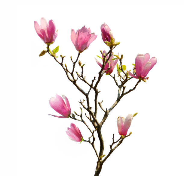 istock Pink magnolia flowers isolated on white background 509030089