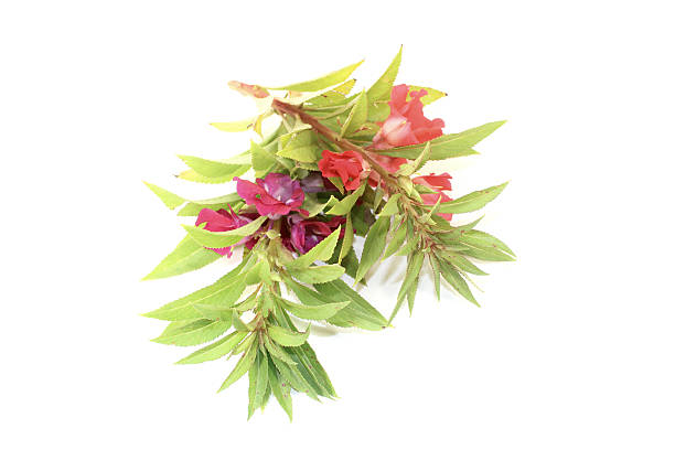 istock healthy red and purple Balsam 509030259