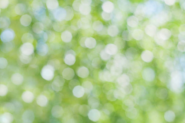 istock Natural spring or summer bokeh background, light green foliage 509030310