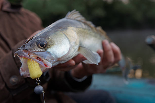 istock Walleye caught on handmade jig lure 509030403