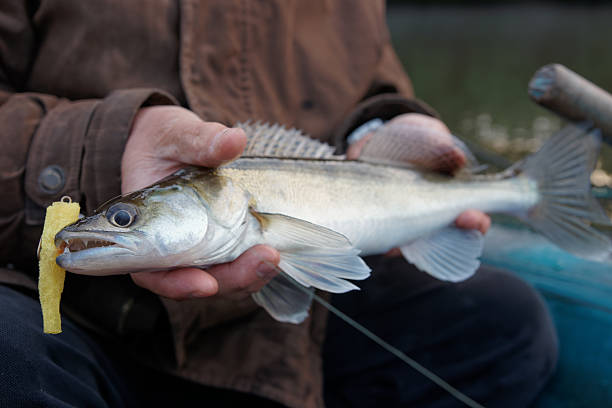 istock Walleye caught on handmade jig lure 509030417