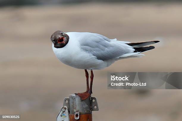 Seagull ポスト - カモメ科のストックフォトや画像を多数ご用意 - カモメ科, フェザー, ワイルドライフ