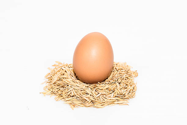 single egg with rice husk stock photo