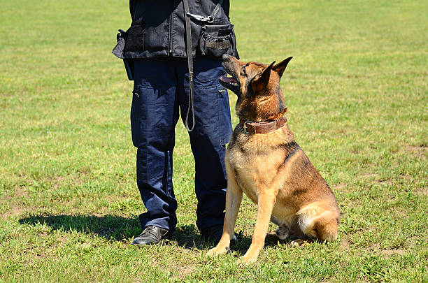 istock K9 police officer with his dog 509030747