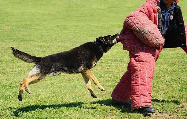Photo of K9 dog in training, attack demonstration