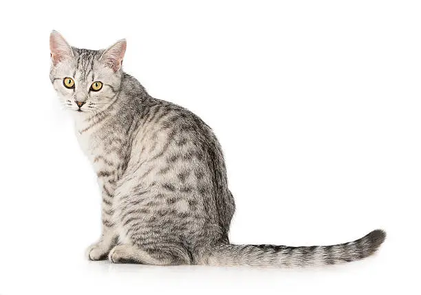 gray tabby cat Isolated on white background