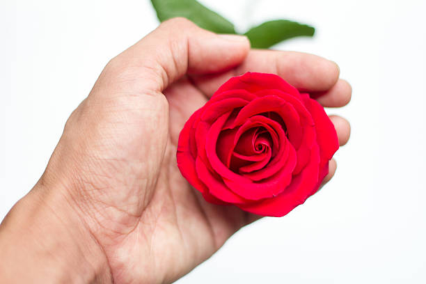 istock red rose close up on human hand 509031036