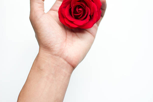 istock red rose close up on human hand 509031112