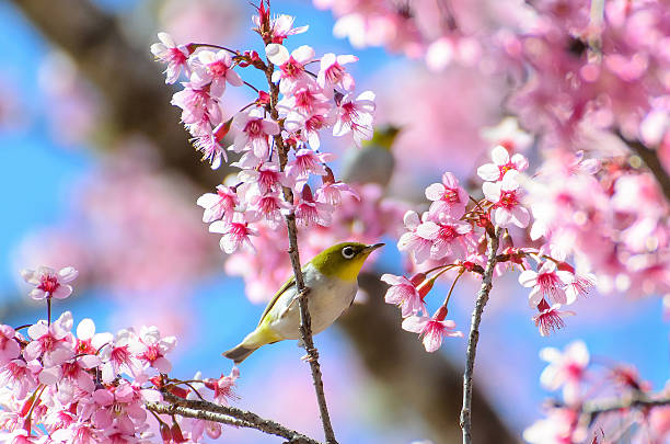 istock Bird on Cherry Blossom and sakura (white-eye Bird) 509031459