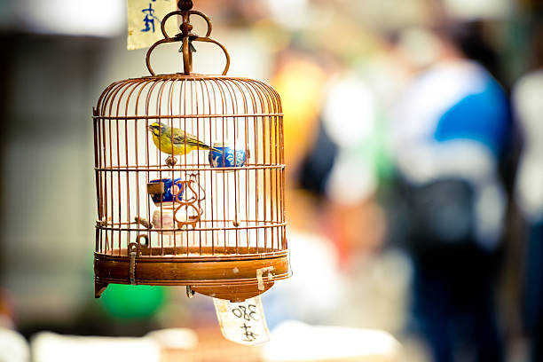 Kowloon, Hong Kong - A bird in a cage for sale in the famous bird market.