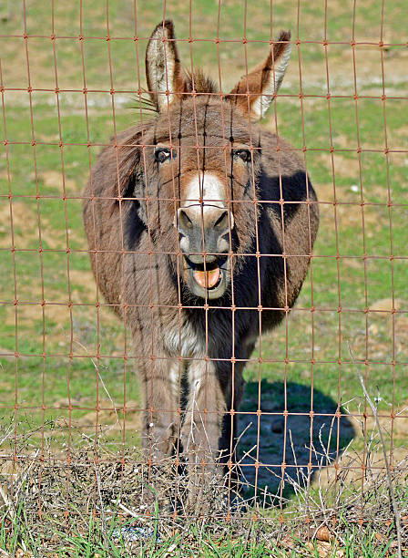 istock Burro Donkey Braying Behind Wire Fence 509033367